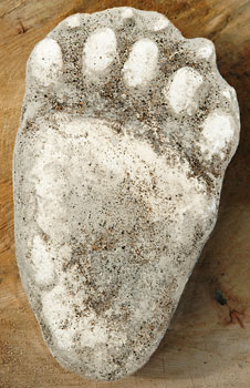 cast of a Black Bear paw print