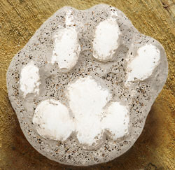 cast of a Mountain Lion paw print